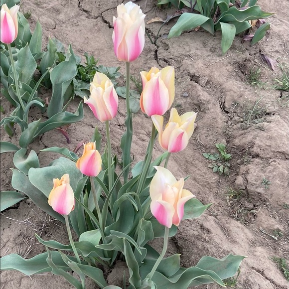 Meet your Posher, Ambassador J - Picture 5 of 9